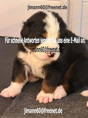Bernese Mountain Dog Welpen suchen liebevolles Zuhause