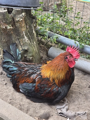 Marans Hahn