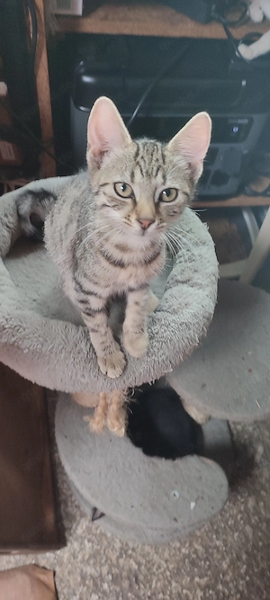 Katzenbaby's  Kitten  Heilige Birmamix 