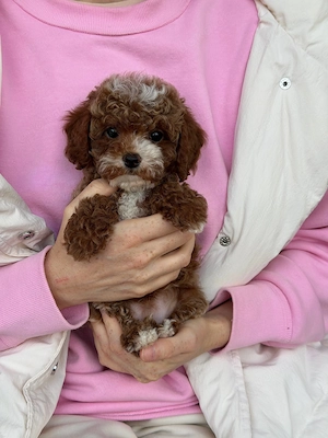 Maltipoo kostenlos in liebevolle Hände abzugeben