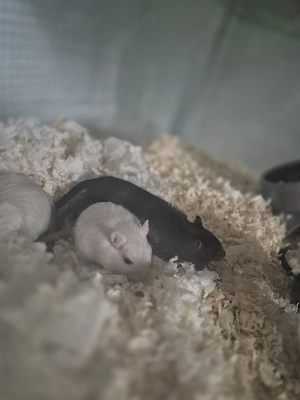 Wüstenrennmaus