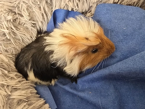 Meerschweinchen Babys abzugeben 