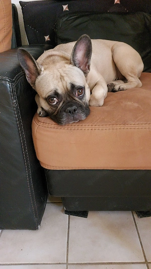 Französische Bulldogge sucht neues zu Hause 