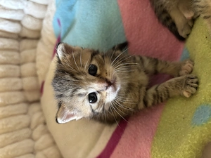  süße Baby Katzen zu verkaufen 