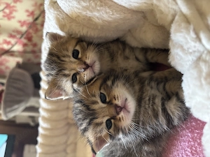 süße Baby Katzen zu verkaufen 