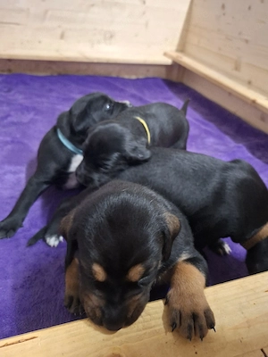 Sportliche Rottweiler Mix Welpen