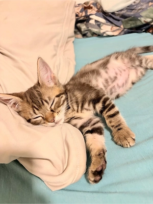 baby katze 