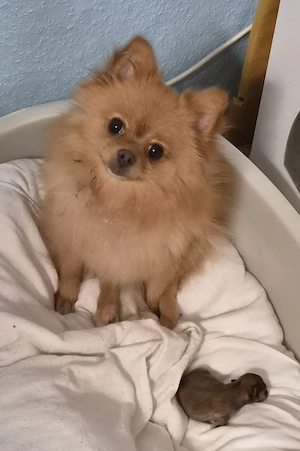 Wurfankündigung Pomchi Welpen sind da!