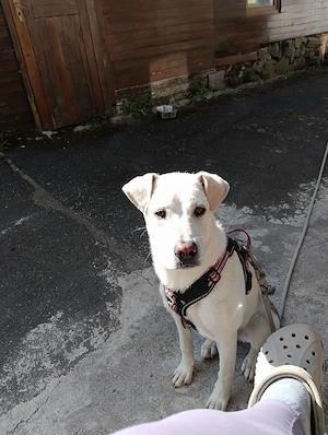 Labrador Hündin blond 1 Jahr alt 