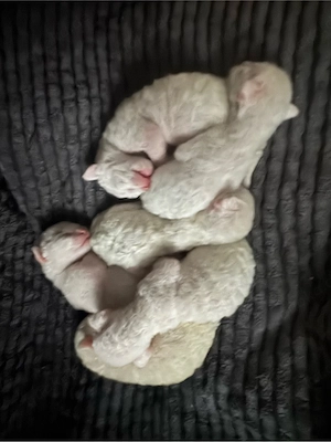 Cornish Rex 