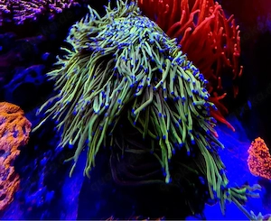 Euphyllia glabrescens Holy Grail Meerwasser Koralle Mutterstock 