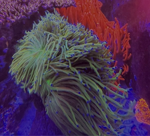 Euphyllia glabrescens Holy Grail Meerwasser Koralle Mutterstock  Bild 2