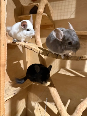 Chinchilla Gruppe zu verkaufen 
