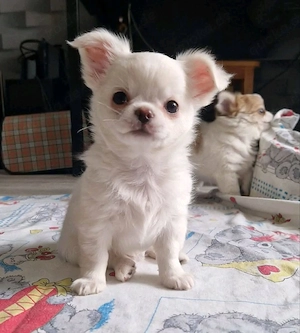 Chihuahua-Welpen zu verkaufen. 