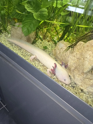 Axolotl 25cm zu Versch.