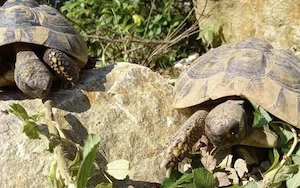 2 Landschildkröten weibchen