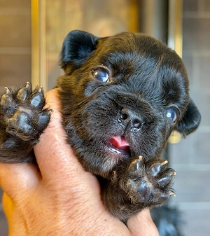 Premium Französische Bulldoggen Blue eyse aus promovierter Zucht 