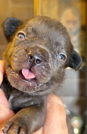 Premium Französische Bulldoggen Welpen aus promovierter Zucht 