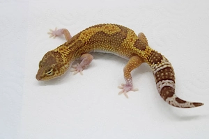 Leopardgecko Weibchen - Eublepharis macularius - Lava Projekt