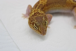 Leopardgecko Weibchen - Eublepharis macularius - Lava Projekt