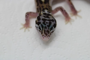 Leopardgecko Weibchen - Eublepharis macularius  Bild 3