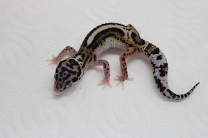 Leopardgecko Weibchen - Eublepharis macularius  Bild 2