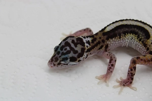 Leopardgecko Weibchen - Eublepharis macularius  Bild 4