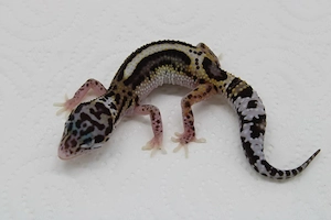 Leopardgecko Weibchen - Eublepharis macularius 