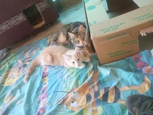 norwegische Waldkatze Kitten Kater abzugeben!
