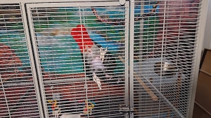 Graupapagei