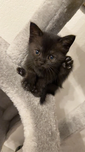 Wunderschöne BKH Kitten suchen ein Zuhause 