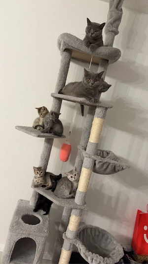 wundervolle BKH Kitten abzugeben