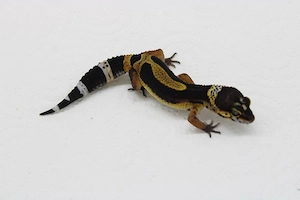 Leopardgecko - Eublepharis macularius - Black Night Inferno ph Bell