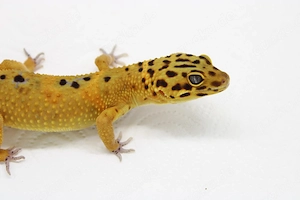 Leopardgecko - Eublepharis macularius - Männchen 