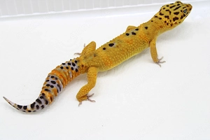 Leopardgecko - Eublepharis macularius - Männchen 