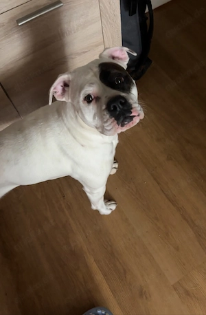 Hündin Diva sucht ihr Zuhause 