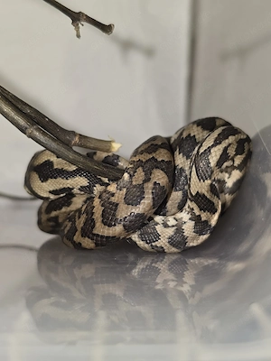 1,1 Teppichpython 