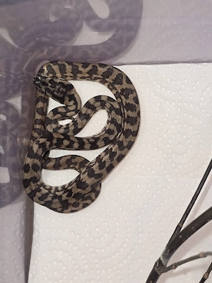 1,1 Teppichpython 