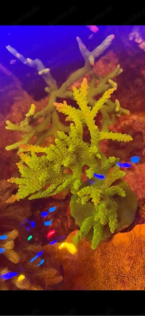 SPS Korallen z.B. Acropora Mango Garden