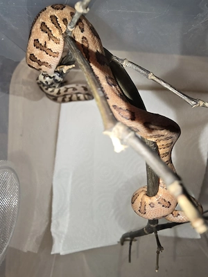 1,1 Teppichpython caramel 