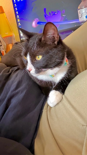 Kater abzugeben