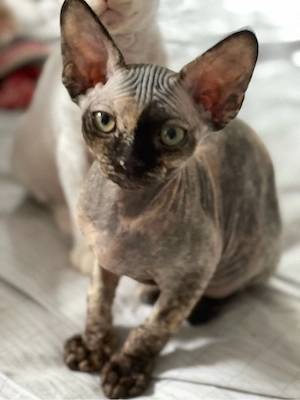 devon rex Mädchen , FIFE Stammbaum 