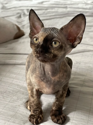 devon rex Mädchen , FIFE Stammbaum  Bild 4
