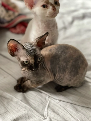 devon rex Mädchen , FIFE Stammbaum  Bild 3
