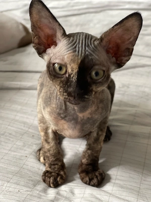 devon rex Mädchen , FIFE Stammbaum  Bild 2