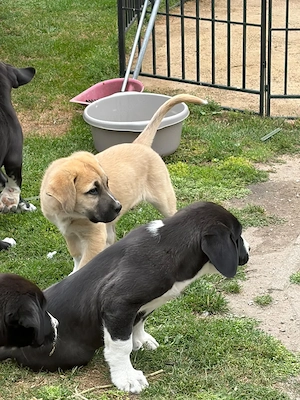 Kangal-Bernhardiner-Mischlingswelpen suchen ein liebevolles Zuhause