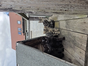 Babys Katzen 