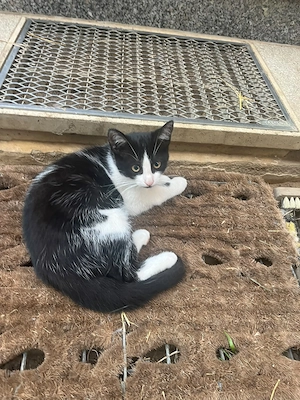 Katzenwelpen geboren am 02.05. 