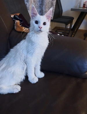 Reinrassiges Main Coon Kitten Bild 3