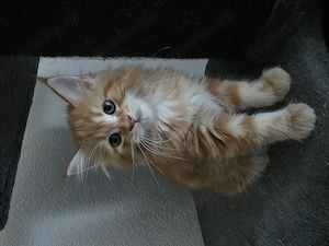  Wunderschöner Maine Coon Mix Kater sucht liebevolles Zuhause 